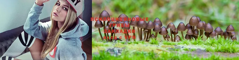 гидра вход  Лыткарино  Псилоцибиновые грибы Psilocybe 